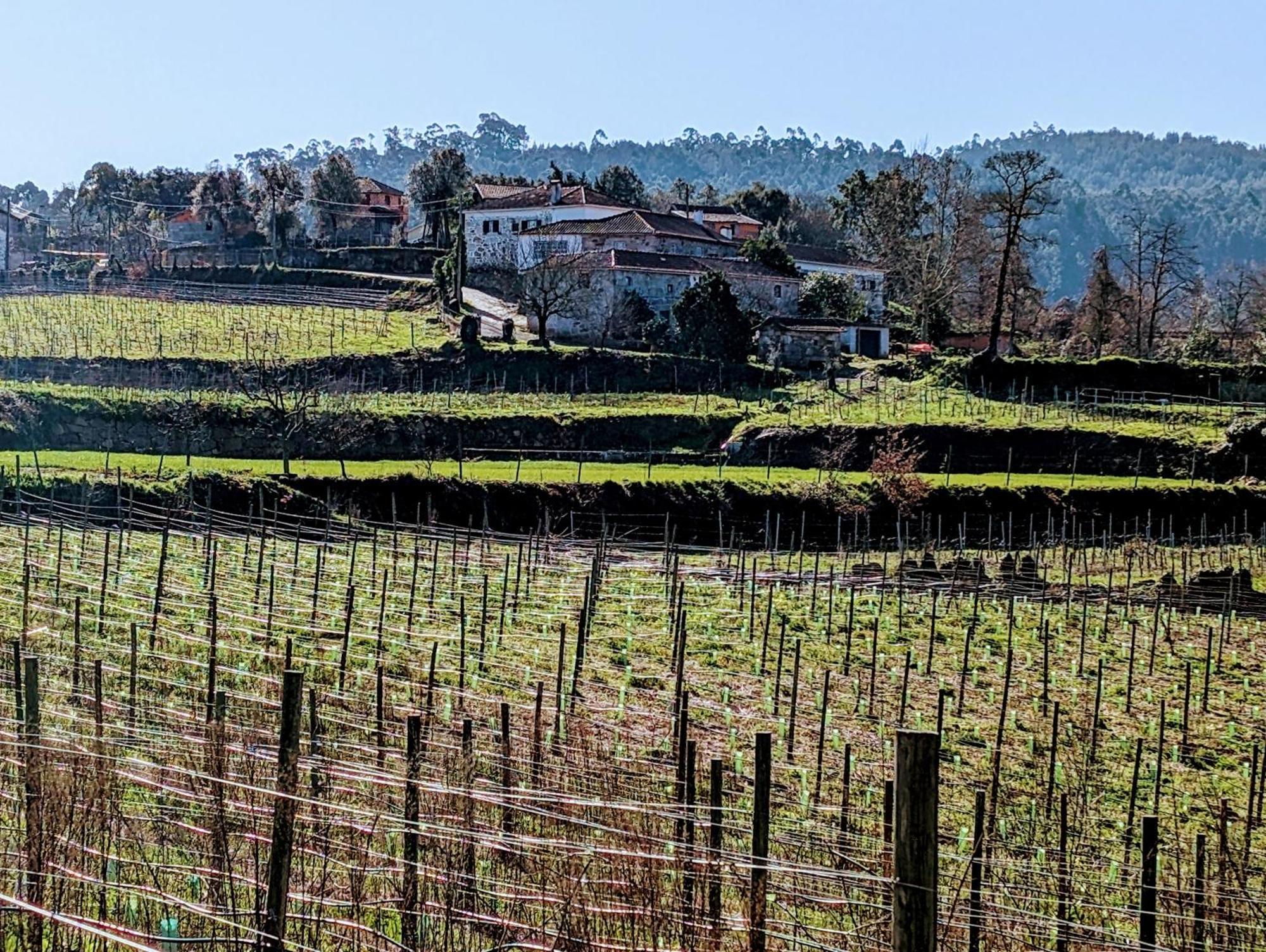 Quinta Da Lage Agroturismo E Enoturismo Celorico De Basto Exterior foto